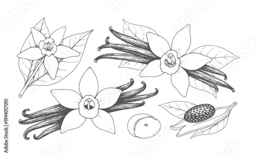 Black and white botanical of vanilla orchid flowers pods and seeds