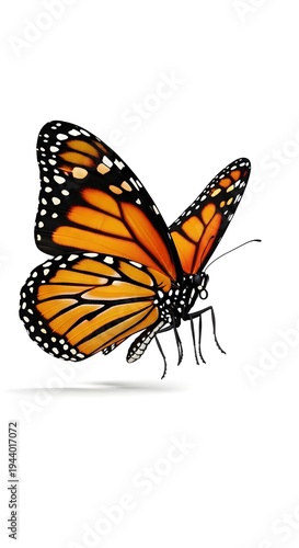 butterfly on a white background