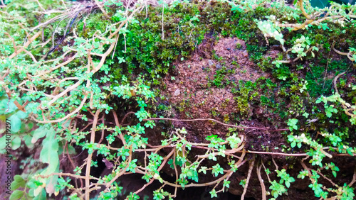 Green moss and tiny wild plants growing on natural soil surface macro view of forest ground ecosystem with fresh vegetation and organic earth texture