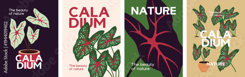 Caladium. Vector illustration of tropical plant with multiple color variations. Design for poster, book cover, art print, card.