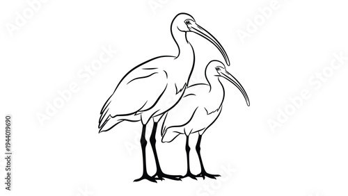 Two Ibis Birds in Silhouette: A striking line drawing features two ibis birds standing closely together, their long, curved beaks prominent against a clean backdrop.