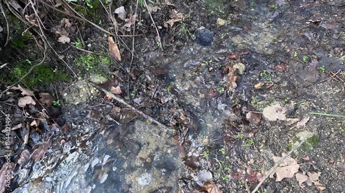 Small forest stream flowing over leaves and soil on woodland ground