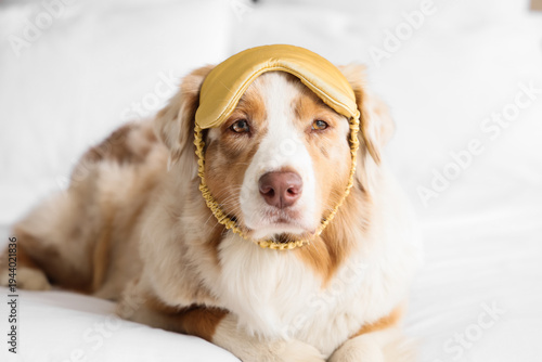 Cute Australian Shepherd do...