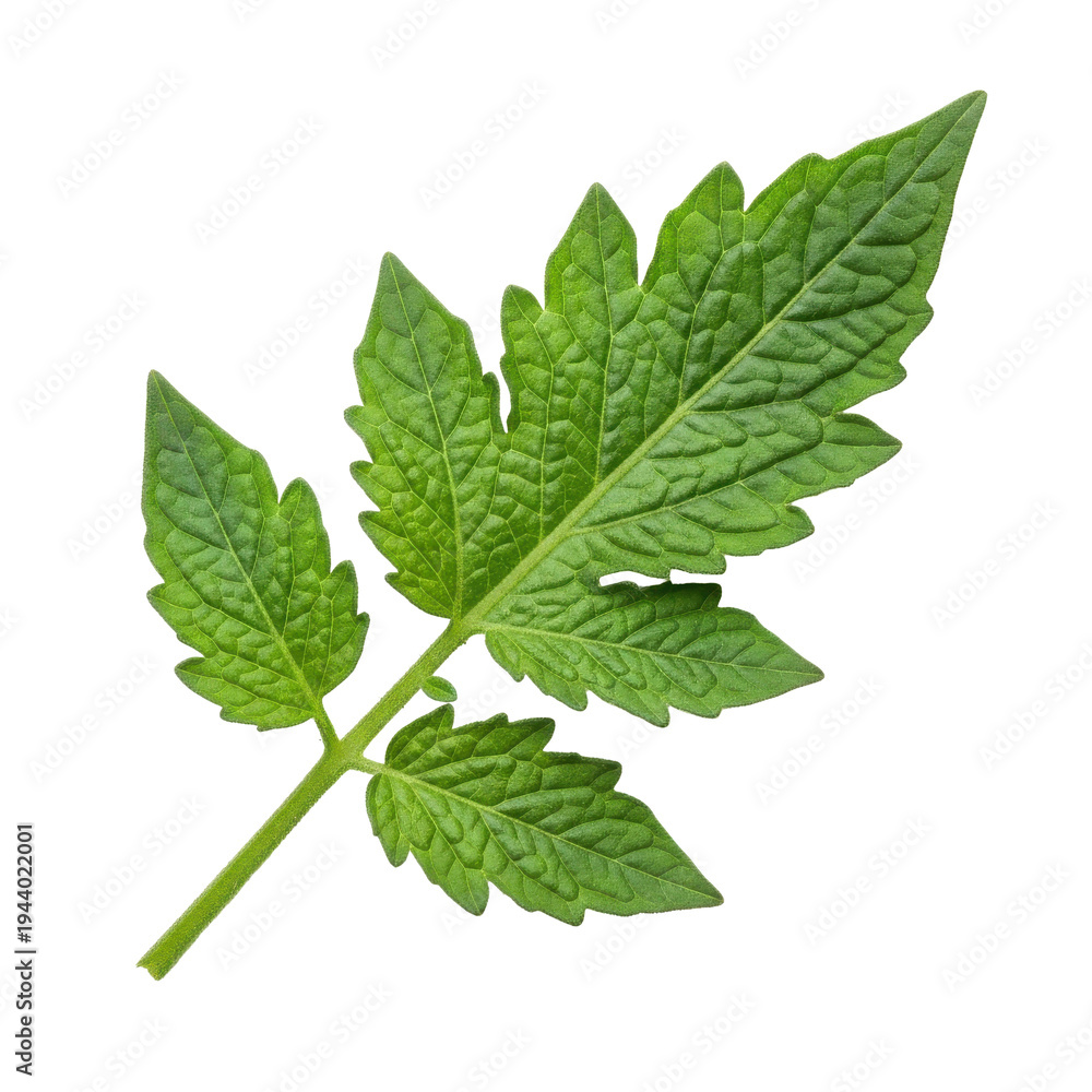 Fototapeta premium Green Tomato Leaf Isolated Black Background