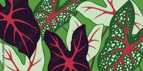 Caladium background. Vector illustration of tropical plant with multiple color variations.