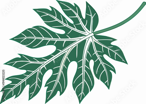 A detailed illustration of a single leaf with a prominent central vein and serrated edges. isolated on transparent background, isolated on white background, Vector