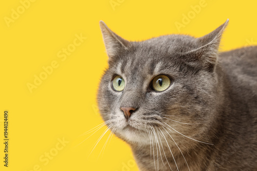 Cute grey cat on yellow bac...