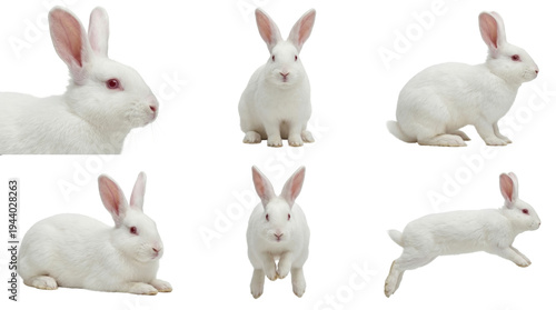 collection of white albino bunnies in various poses on black background