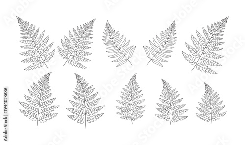 Collection of delicate line fern leaves white botanical nature plant