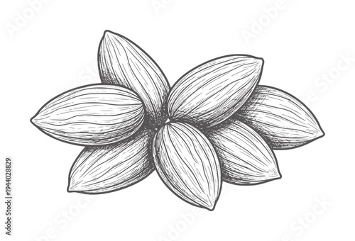 Hand Drawn of a Cluster of Almonds nuts food vintage organic