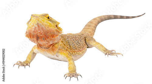 Fotografie Golden bearded dragon in active pose, looking up, with detailed scales, isolated on transparent background