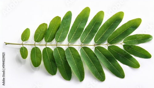 floral acacia leaves on white background isolated for a designer floral composition