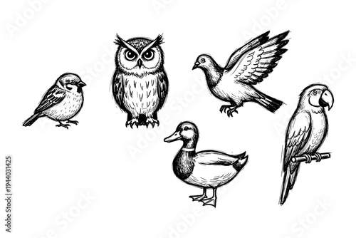Hand drawn bird sketches: owl, sparrow, dove, duck, parrot collection