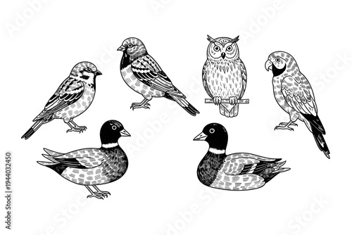 Monochrome birds collection: owl, parrot, sparrow, ducks in detailed line art
