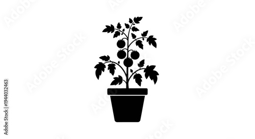 Silhouette of potted leafy plant on white background