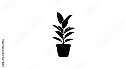 Minimalist Plant in Black Pot for Home Decor