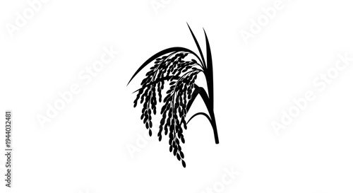 Close-up of grain stalks in black and white for agricultural themes