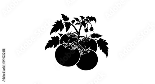 Silhouette of tomato plant with ripe tomatoes and leaves
