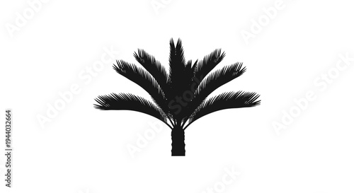 Silhouette of a Palm Tree against a White Background