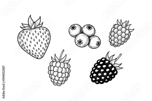 Hand drawn berry collection featuring strawberry, blueberries, blackberry, raspberries