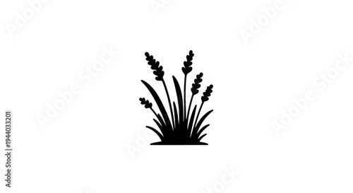 Silhouette of Lavender Plant with Tall Spikes and Fragrant Flowers