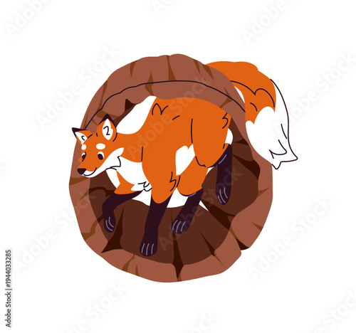 Cute curious fox is in hollow tree trunk. Funny forest animal walks in hole of wood. Adorable woodland character with fluffy tail is in den. Flat isolated vector illustration on white background