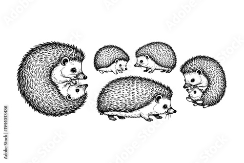 Charming hedgehog family in detailed black and white sketch art