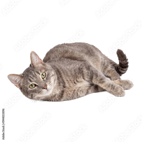 Foto A relaxed domestic grey tabby cat with striking green eyes, lying down and looking directly at the camera