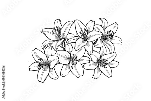 Elegant black and white floral design featuring lilies