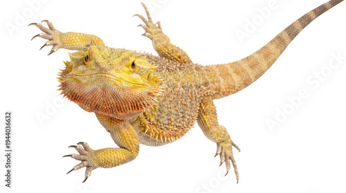 An isolated studio photograph of a vibrant yellow and orange bearded dragon with its front paws raised.