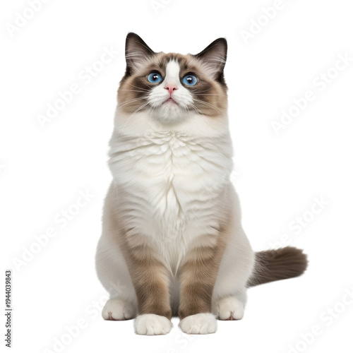 Ragdoll Cat Blue Eyes Sitting Black Background