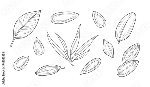 Hand drawn botanical of sunflower seeds and leaves leaf nature