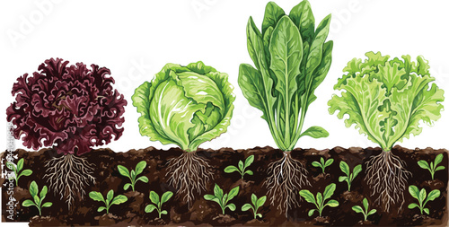 Organic lettuce varieties growing in soil cross section, garden agriculture illustration showing roots, red lettuce, cabbage, spinach, and green leaf salad plants