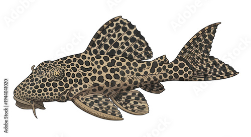 Leopard Frog Pleco Fish illustration, Spotted Aquatic Animal on White Background