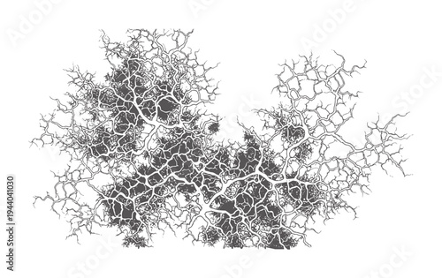 Intricate dark grey branching fractal pattern white abstract texture organic