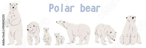 Set of white polar bears in different poses with text isolated on white background. Flat illustration for arctic nature posters, animal welfare banners, education or wildlife conservation icons