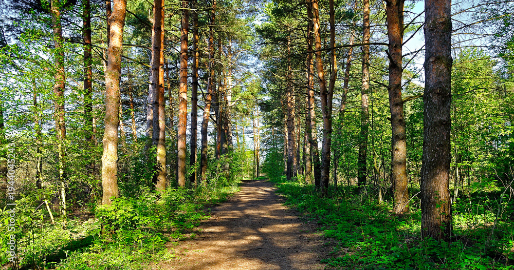 Fototapeta premium Spring forest landscape - row of pine trees and narrow path lit by soft sunlight, panoramic view of spring forest in sunny day