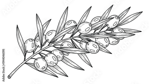 Ripe olives on branch with green leaves, detailed botanical illustration, healthy Mediterranean fruit for oil and food production