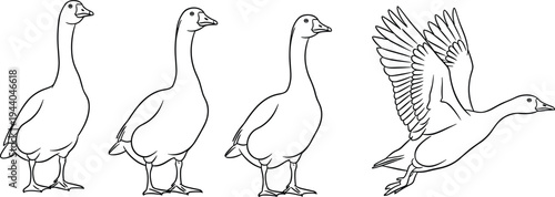 Black and white line art vector illustration of a goose family standing and one goose flying for coloring and design.