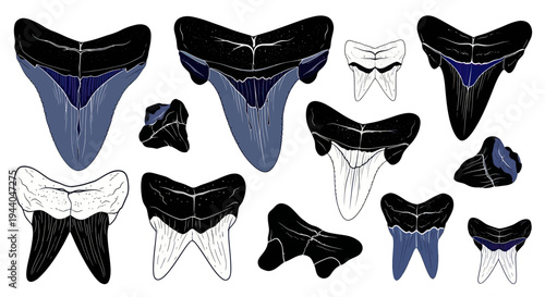 Collection of Ancient Shark Teeth Fossil Illustrations