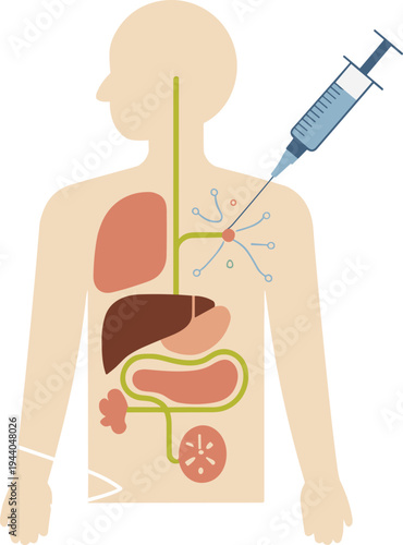 Human anatomy illustration, syringe injection concept, internal organs diagram, medical science artwork, healthcare education graphic, circulatory system visualization