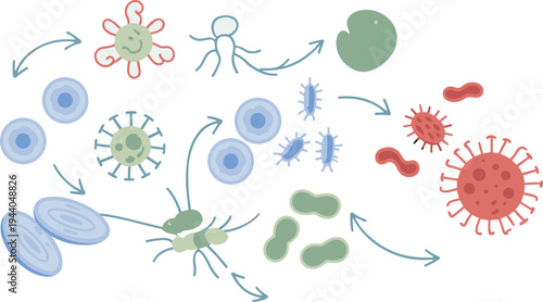 Microorganism life cycle illustration, bacteria virus cells diagram, microbiology process, pathogen growth stages, infection concept, medical science, biology education