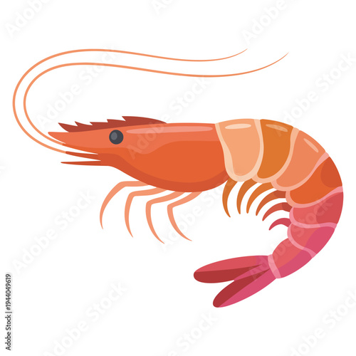 shrimp vector illustration