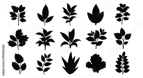 Diverse collection of stylized black silhouettes of various types of leaves and pine cones Vector