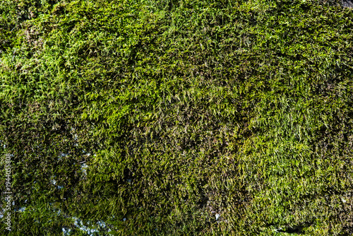  Fresh green forest moss macro background. Natural vegetation texture with soft sunlight and shadows. Wild mossy surface texture. Abstract natural greenery backdrop .