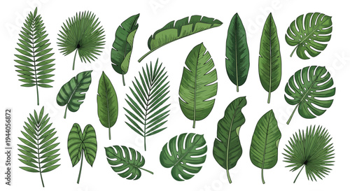 Diverse collection of tropical and subtropical fern leaves in various shapes and sizes Vector