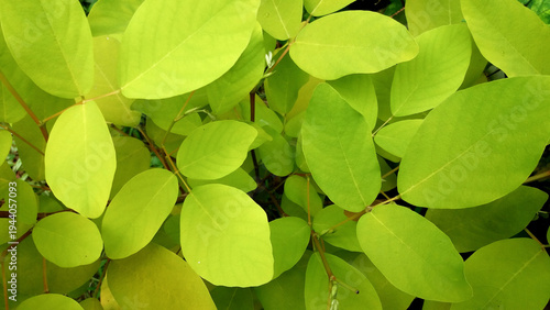 Bright green leaves forming dense natural foliage pattern fresh botanical background with vibrant plant texture and healthy garden vegetation