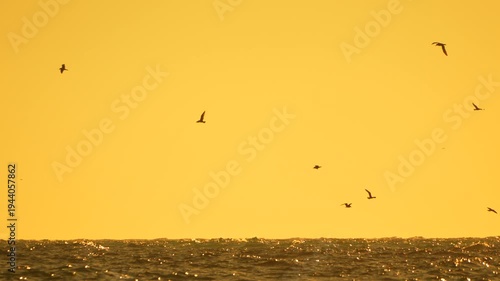 Birds, ocean, sunset: silhouettes of birds flying over sparkling water at golden hour