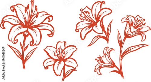 Lily Flower Botanical Bloom Floral Plant Set Vector Illustration.