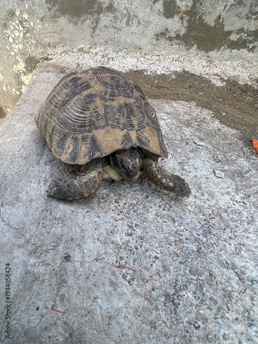 turtle on the road